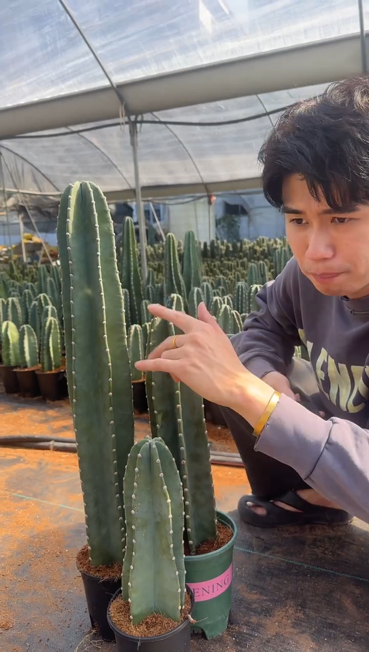 【带盆土】20 30 40cm 量天尺