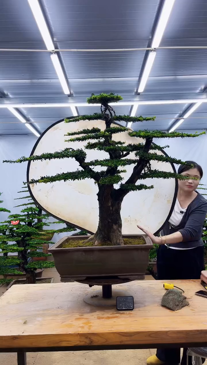 无花朵一物一拍，所见即所得