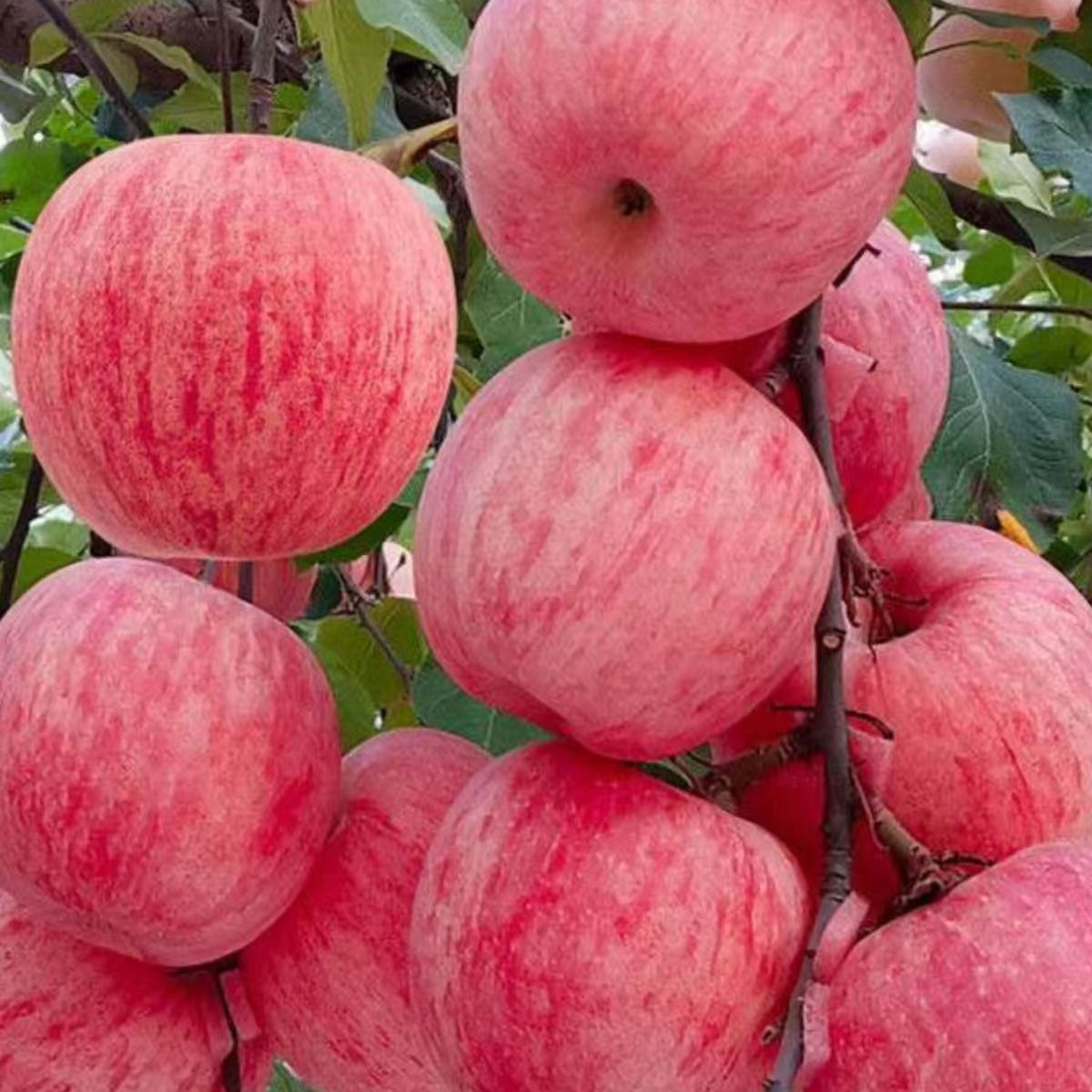 苹果树果苗带土盆地栽南北方种植庭院矮化红富士金帅青特大苹果苗