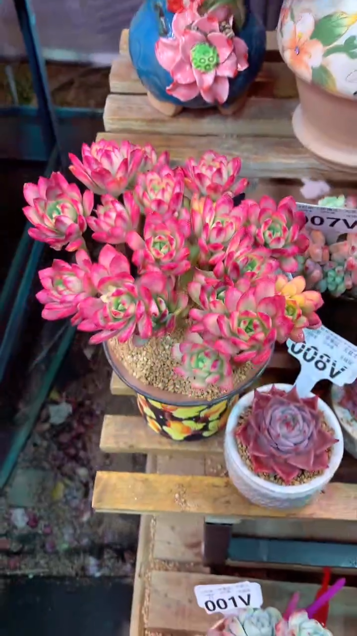 006V（一物一拍，精品多肉，w所见即所得 ）