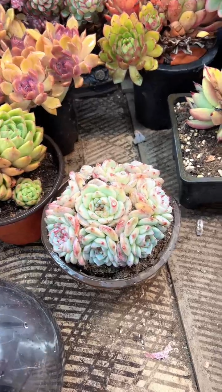 小*人阿迷洲多肉花卉08441