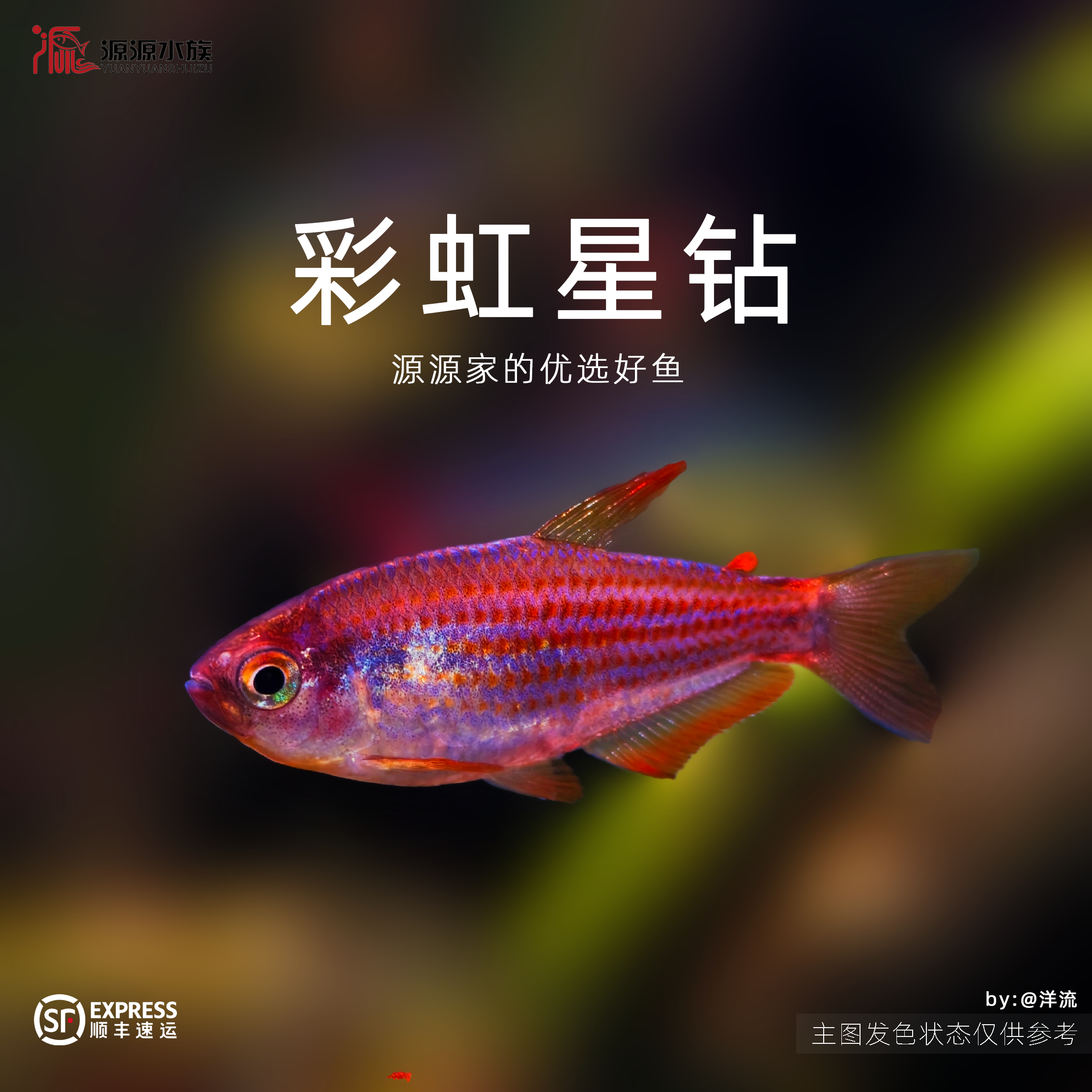 【源源水族】彩虹星钻灯鱼高端观赏鱼活体小型热带鱼热带鱼观赏鱼