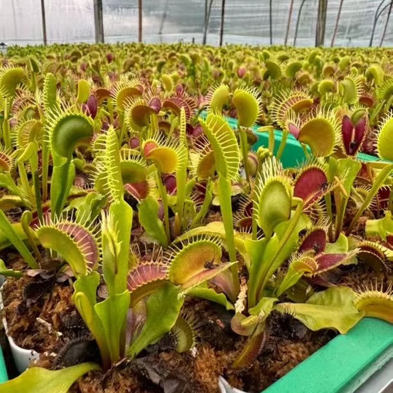 猪笼草种球重瓣四季室内开花好养的花卉植物