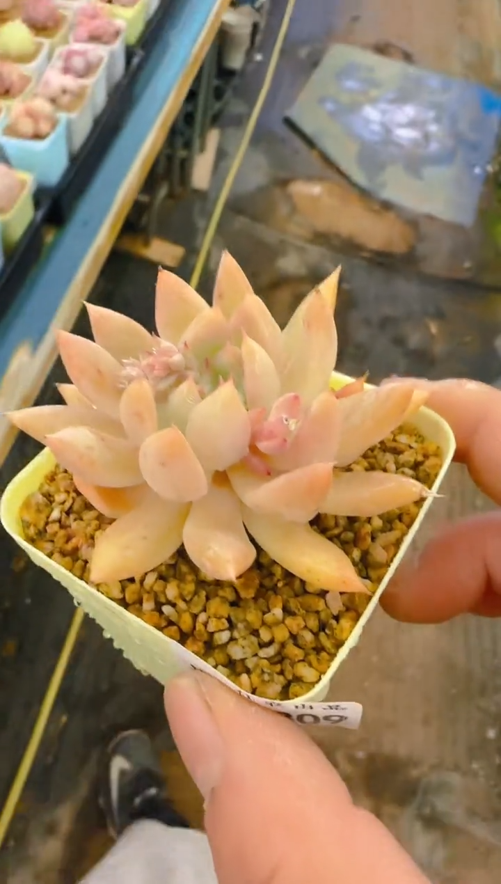 美—309—仙农（特殊荷）