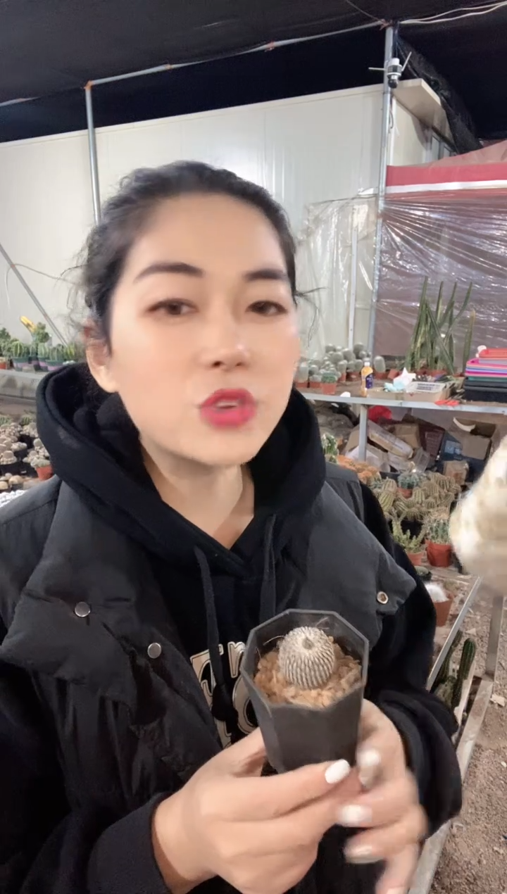 实生精巧殿仙人球