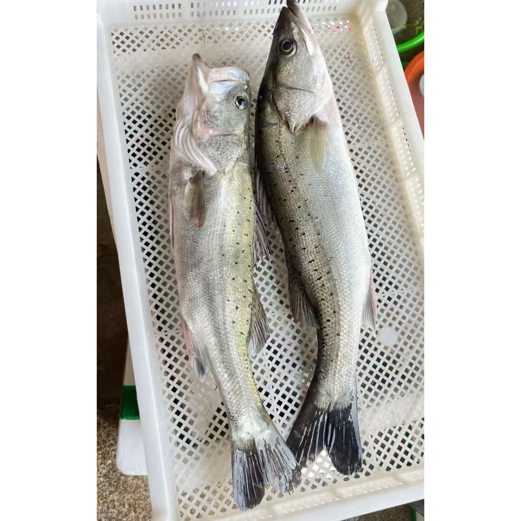 冷冻海捕大鲈鱼 有一层薄薄保护冰介意勿拍 顺丰发货