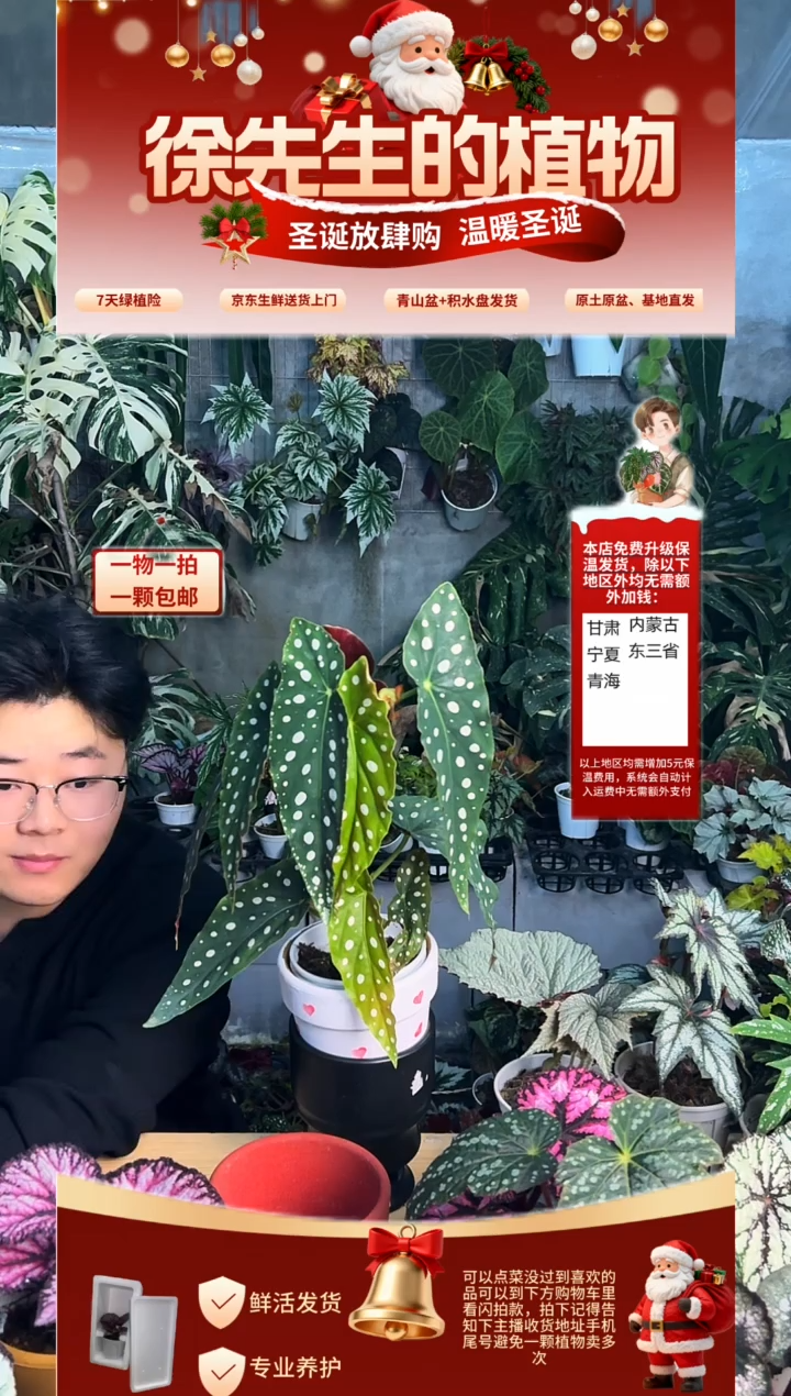 完全开放鳟鱼秋海棠