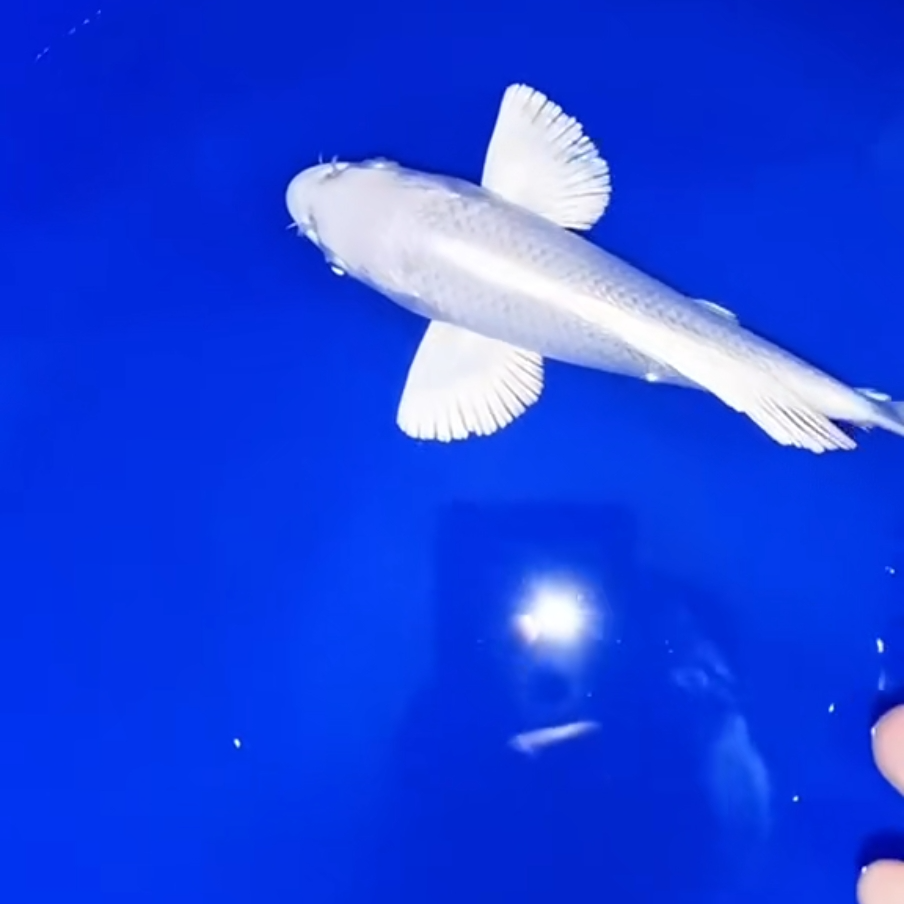 精品蝴蝶鲤台湾    16-20