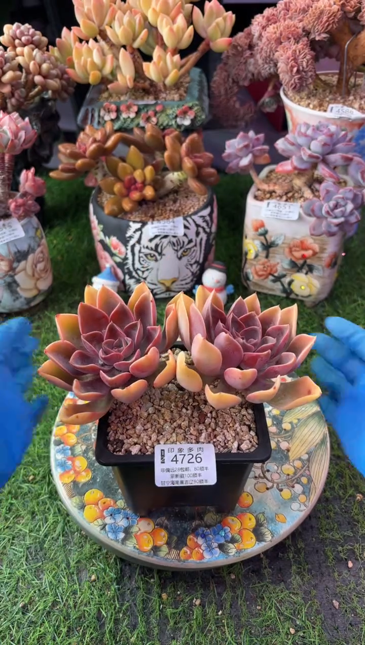 昆明印象多肉4726