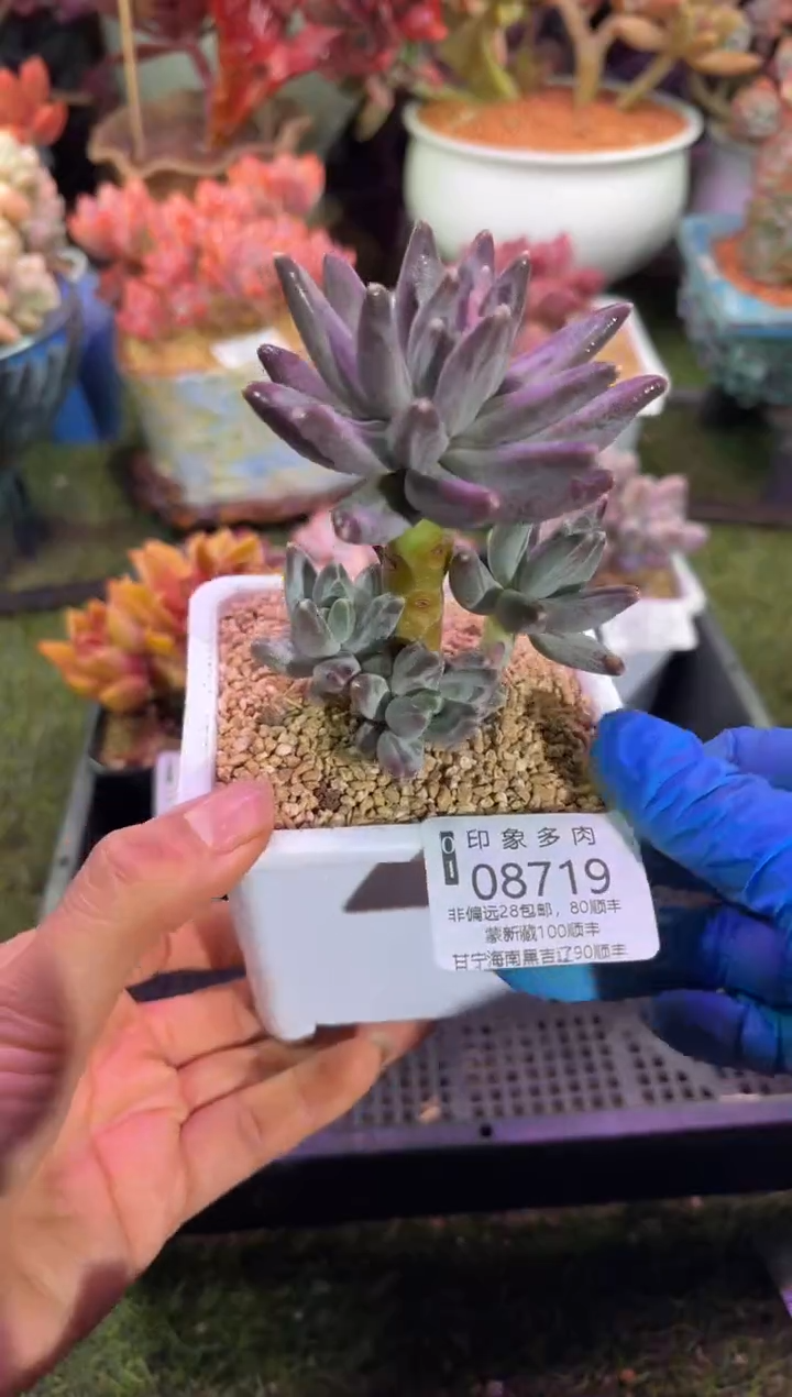 【闪购商品】08719