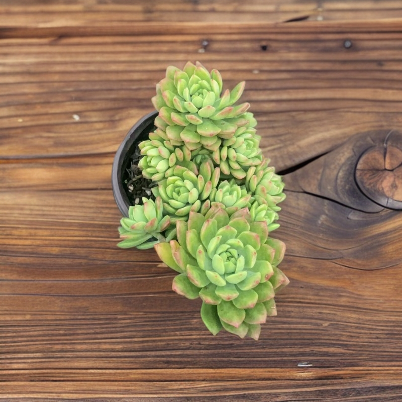 马库斯多肉好养好活适合阳台庭院栽种