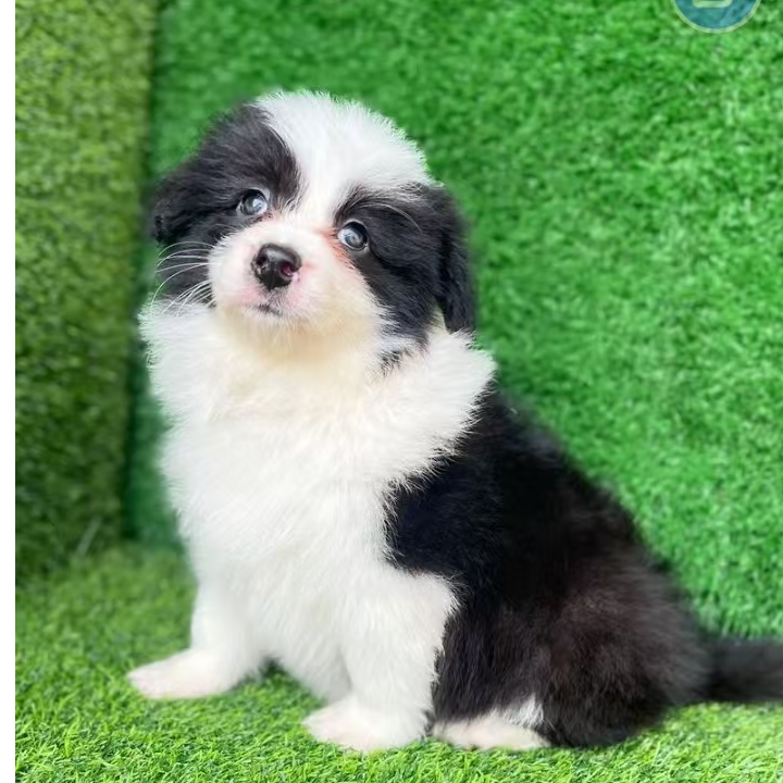 边境牧羊犬幼犬聪明宠物适合家养守护犬