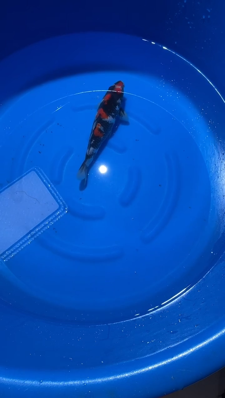 锦鲤大日昭和锦鲤