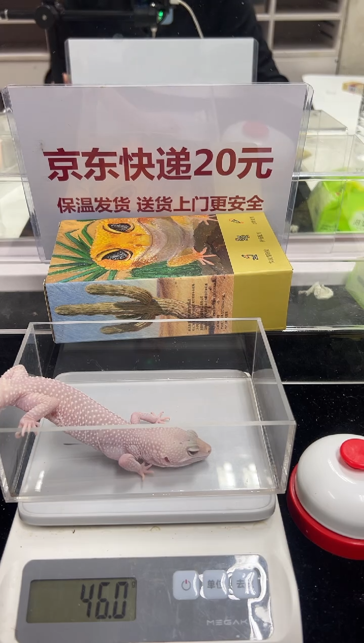 豹纹守宫053豹纹守宫