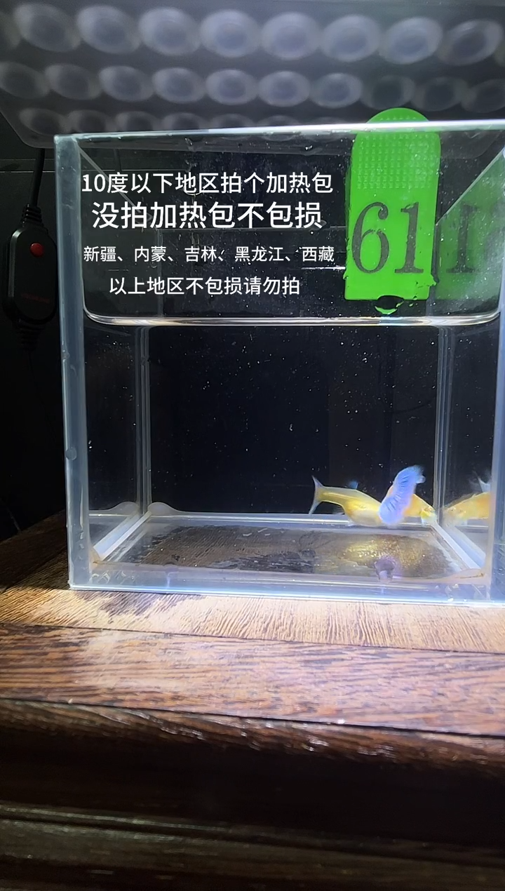 孔雀鱼蓝白飞船61