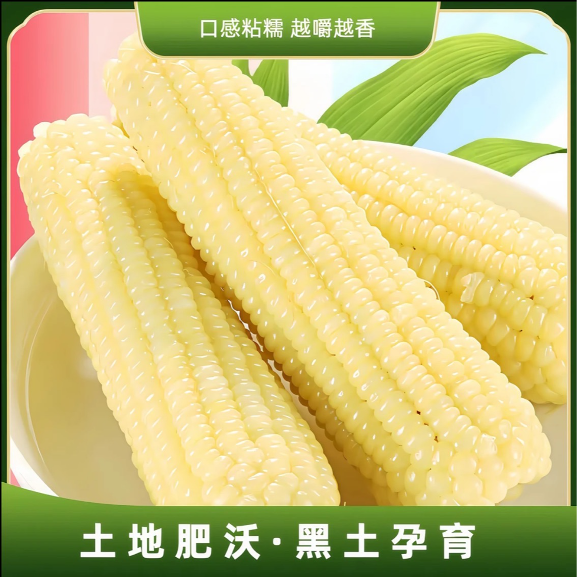 【试吃4根】新鲜大棒甜白糯玉米单根270-370克整箱12根8斤左右