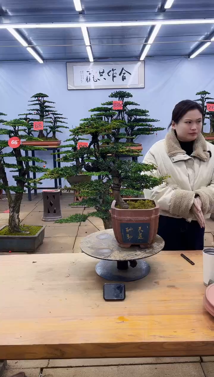 【闪购商品】高端盆景一物一拍，所见即所得