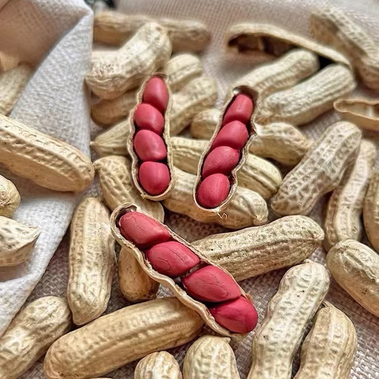 观音镇古塘村助农直播专属通用链接-红花生