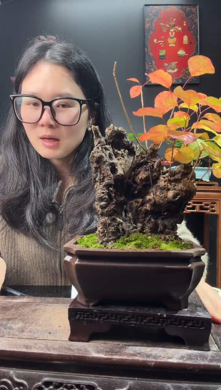 完全开放黄栌0000