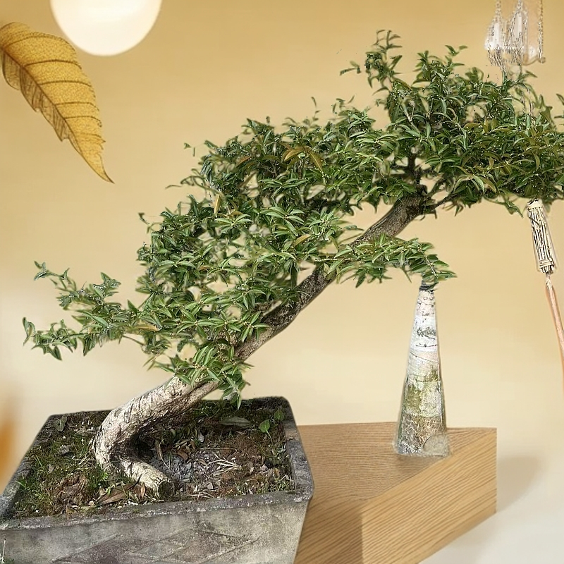 恩施白皮瓜子绿植盆景黄杨黄杨树女贞小叶簕竹水杨梅老桩