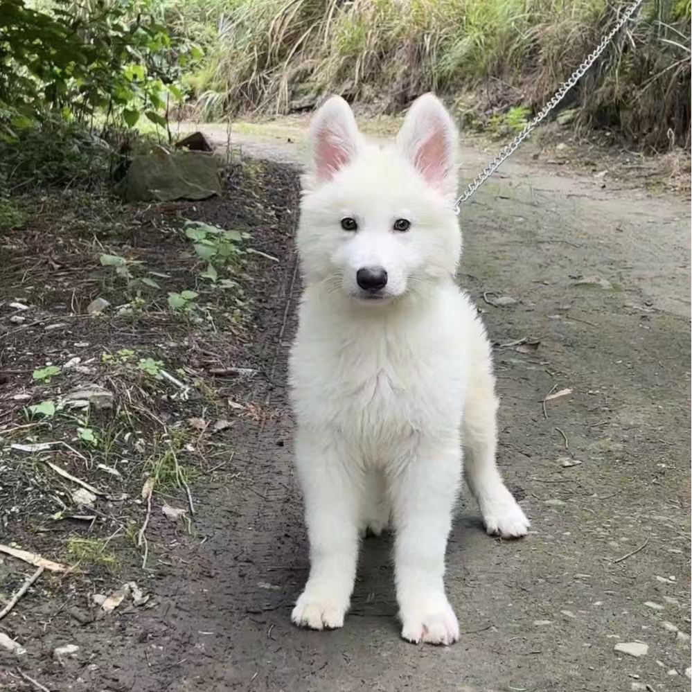 瑞士牧羊犬 白德牧幼犬活体