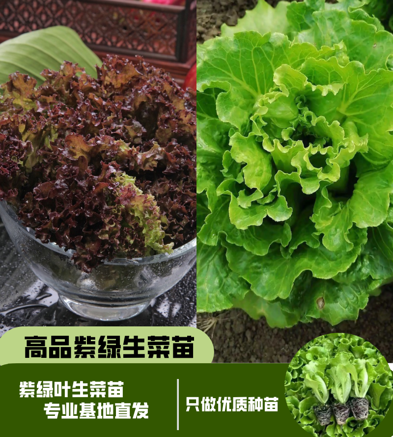 四季紫叶绿叶生菜苗脆甜生长迅速阳台盆栽庭院种植蔬菜沙拉