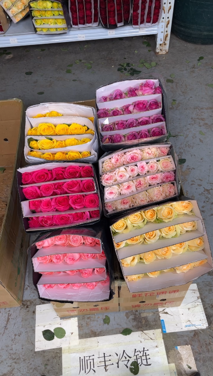 单头玫瑰60枝（任意3个品种）