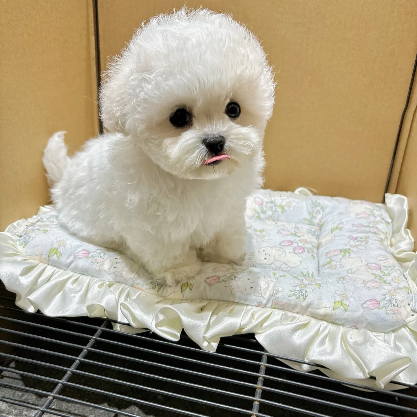 韩先森精选宠物狗狗活体通用链接