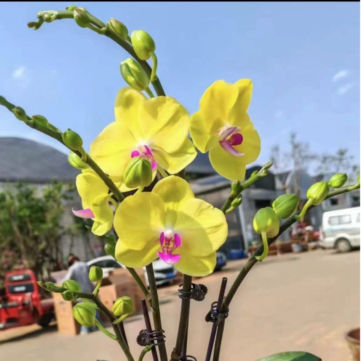 [金玉满堂]A级精品蝴蝶兰室内花送礼金色招财蝴蝶兰