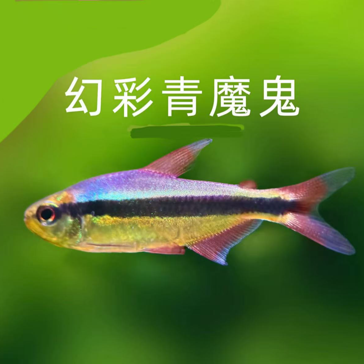 幻彩青魔鬼 小型热带精品观赏南美灯科鱼