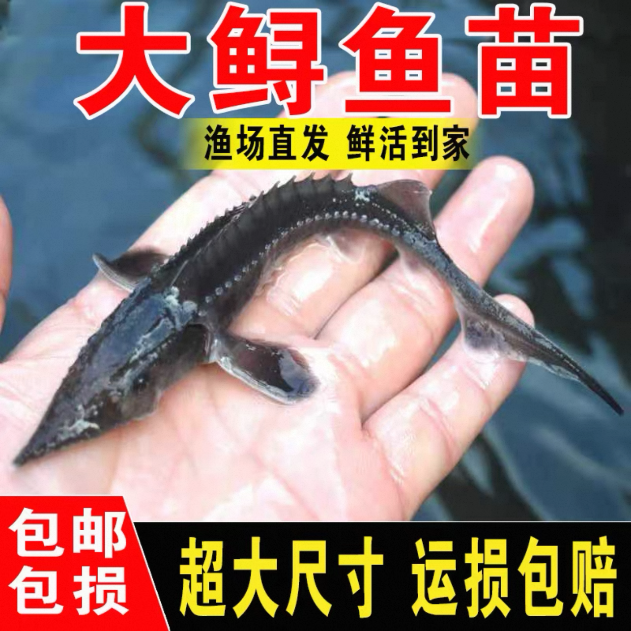 寻龙鱼 渔场发货 鲜活淡水鱼