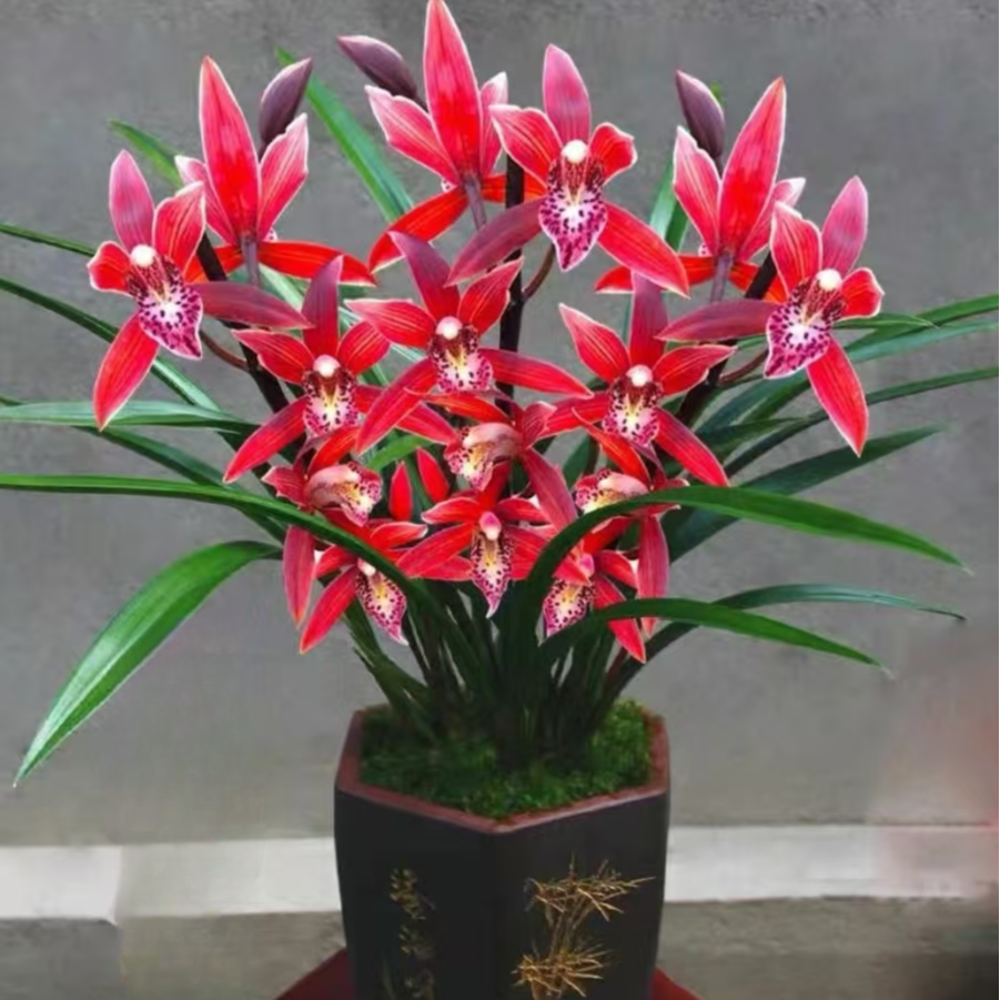 精品高端名贵兰花【红将军5-6花剑】花卉室内外好养四季开花香