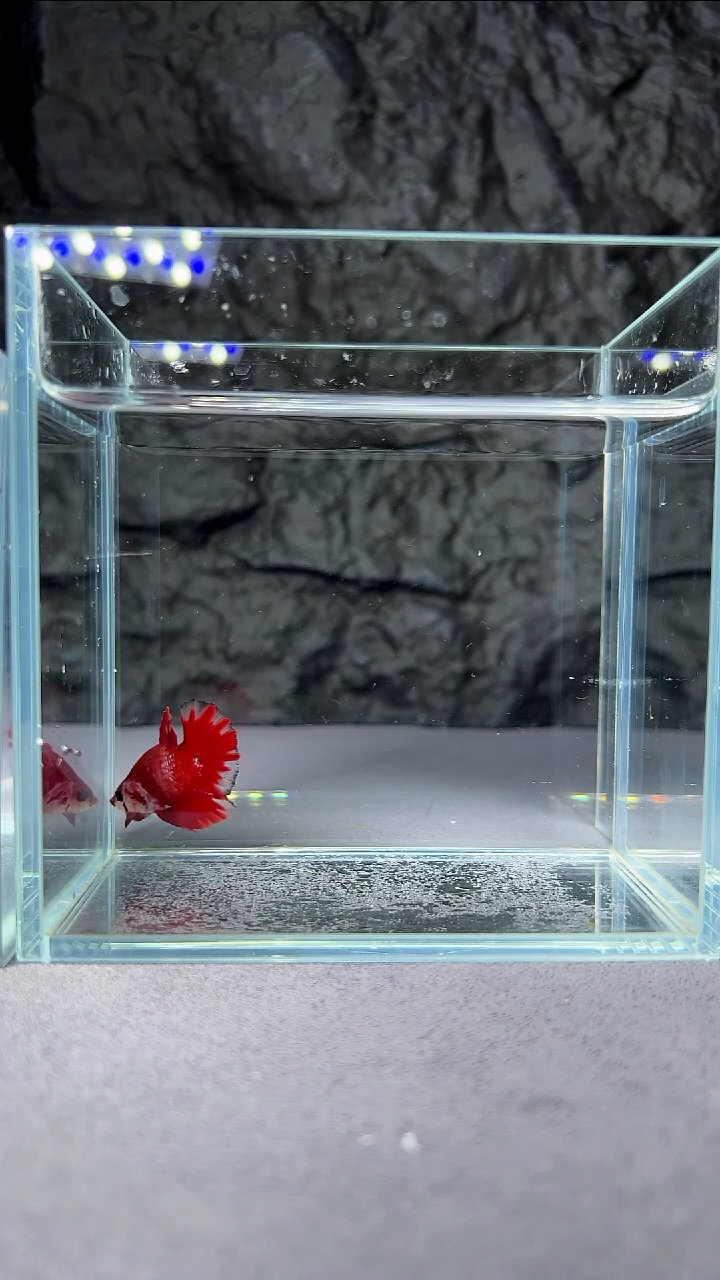 斗鱼竞拍链接029