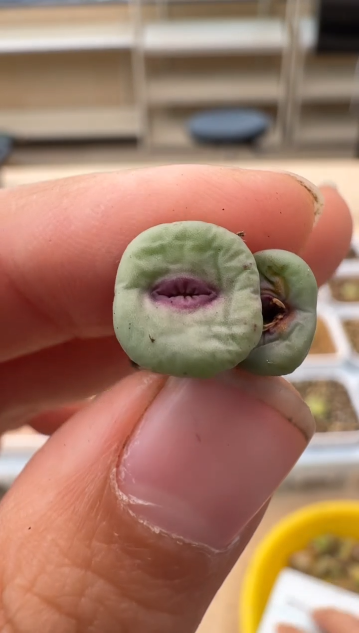 【闪购商品】10-51·se