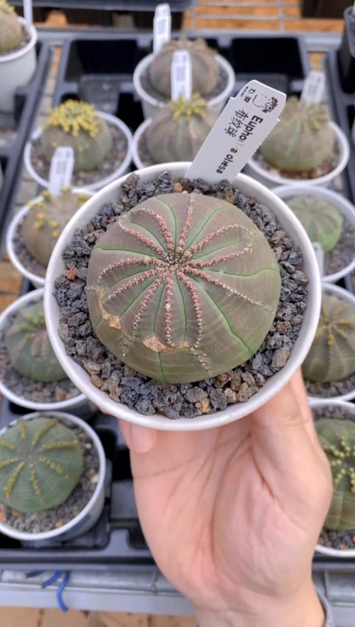 【闪购商品】布纹球FA-9825