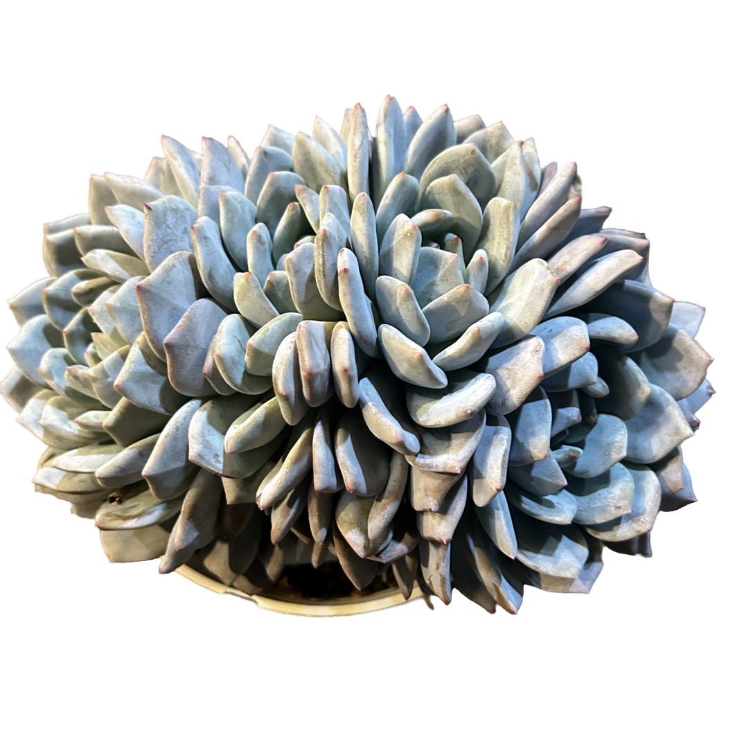 （橙梦露朵朵）整桩老桩飘枝妖装法师缀化单头捧花整群盆栽盆景多