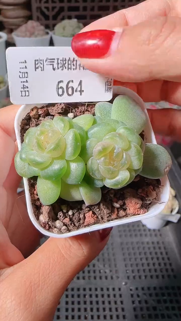 1114-664流莹群生不包整