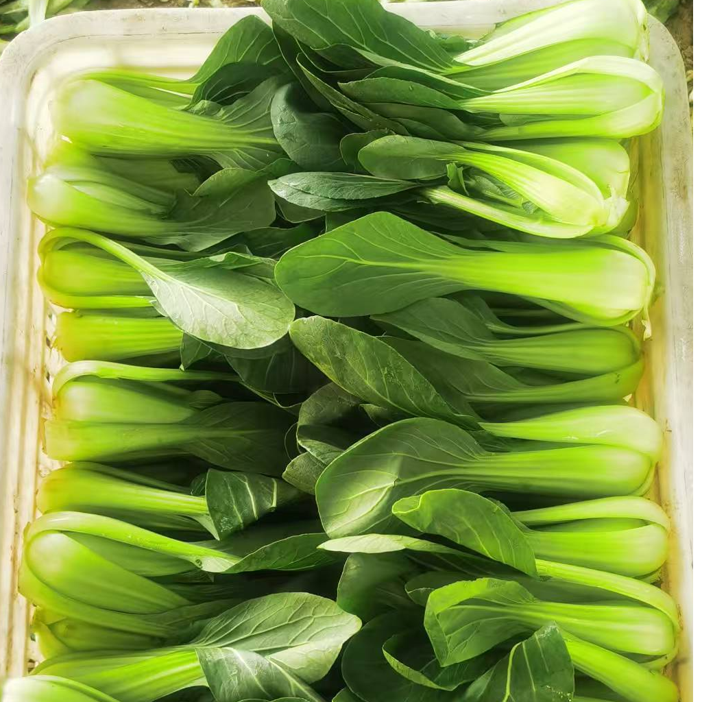 农家新鲜现挖现发脆嫩当季青菜小油菜上海青