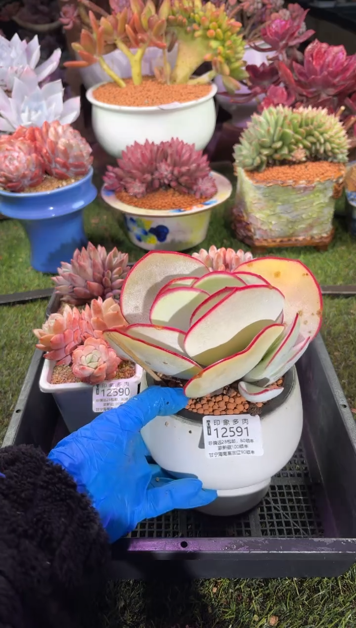 【闪购商品】12591