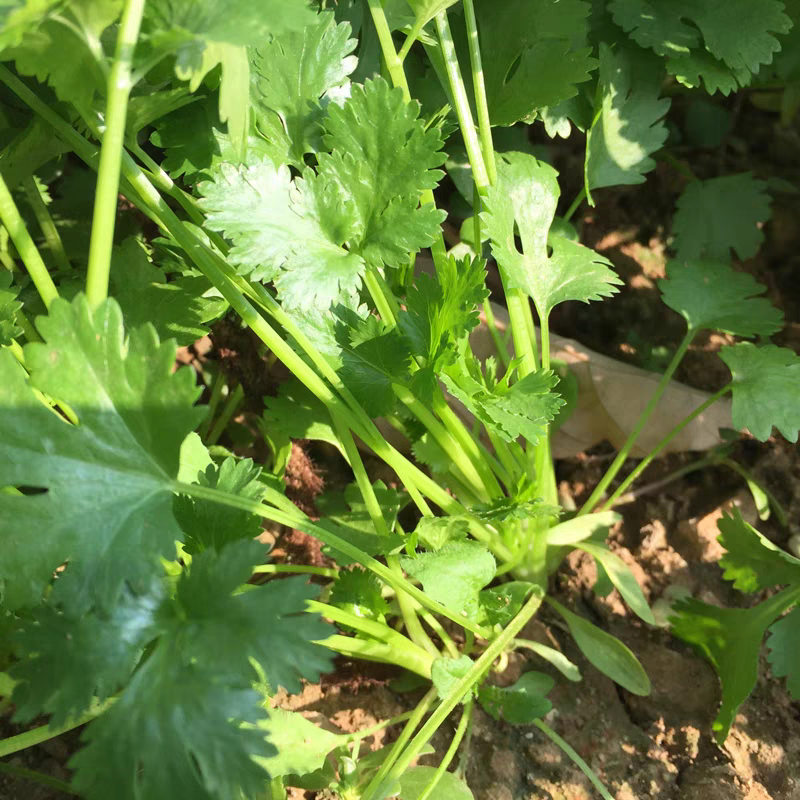 湖南本地农家露天香菜