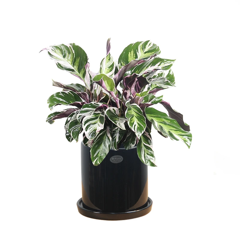 【如意】盆栽绿植白油画竹芋