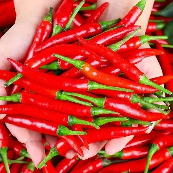 【达带Y朝天椒新鲜小米辣现摘特辣朝天椒辣椒炒菜尖椒批发薄皮特辣