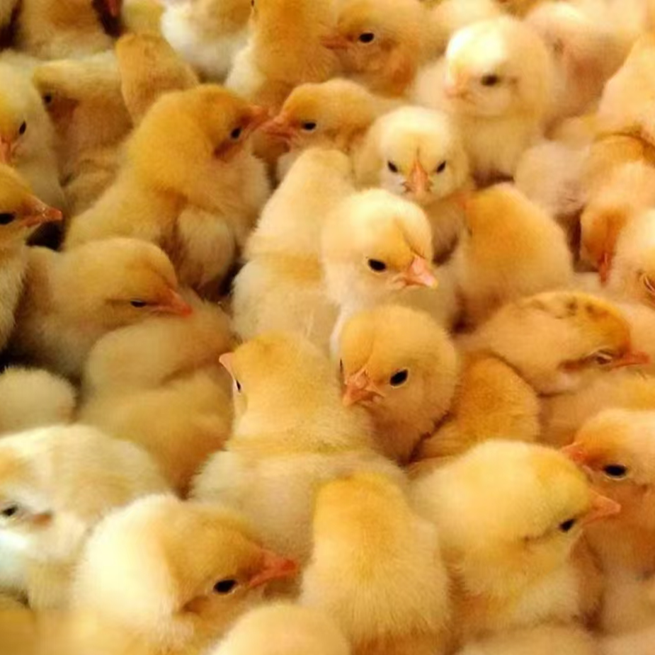 50+5活体宠物九斤红