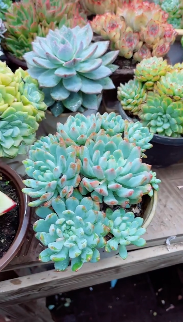T*22017多肉植物一物一拍