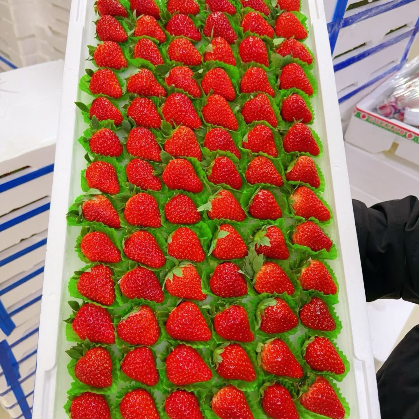 二级九九草莓没售后 单独拍不送货