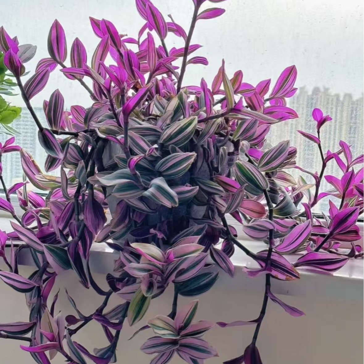 【李先生】油画婚礼！吊兰超好养室内四季观叶盆栽适合办公室与客厅