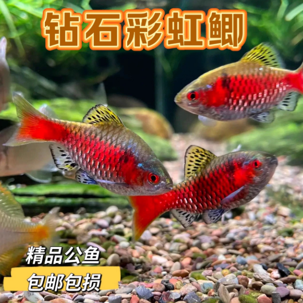 钻石彩虹鲫公鱼冷水广温淡水鱼原生观赏鱼耐低温新手好养群游鱼