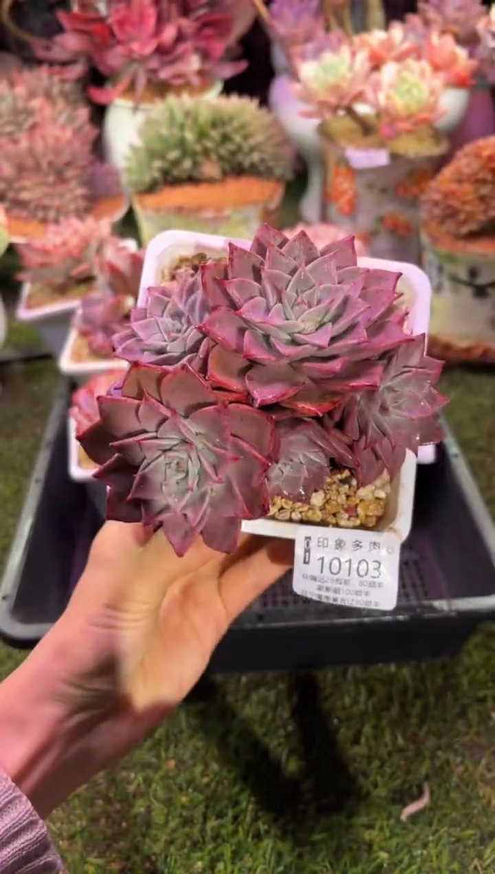 【闪购商品】10103