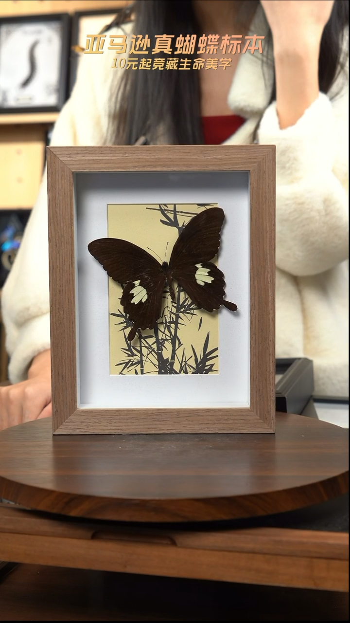 宽带凤蝶竹子款原木框