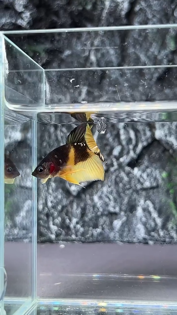 斗鱼竞拍链接A085